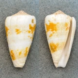 #3 Conus magus borneensis 47.1mm F+ Malawali Island, Borneo 1966