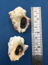 Thais (Vasula) Speciosa Set Of 2 40-42mm W/Op Bay Of Conception Mexico 10'