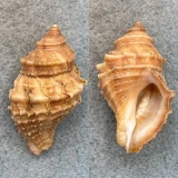 #19 Nucella lamellosa 40.9mm F+ Washington Bay, Kuiu Island, Alaska