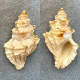 #15 Nucella lamellosa 54.1mm F+ Washington Bay, Kuiu Island, Alaska