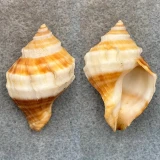 #14 Nucella lamellosa 42mm F+ Washington Bay, Kuiu Island, Alaska