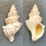#11 Nucella lamellosa 61.6mm F+ Washington Bay, Kuiu Island, Alaska