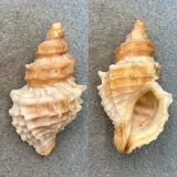 #2 Nucella lamellosa 55.2mm F+ Hales Passage, Puget Sound, Washington