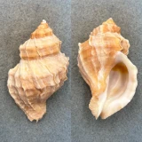 #8 Nucella lamellosa 67mm F+ Washington Bay, Kuiu Island, Alaska