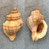 #16 Nucella lamellosa 48.5mm F+ W/O Washington Bay, Kuiu Island, Alaska