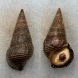 #2 Terebralia palustris 94.9mm F+ W/O Red Sea Potamididae