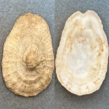 Tugalina gigas Rare 67.3mm F+ Nakoshima, Japan Fissurellidae