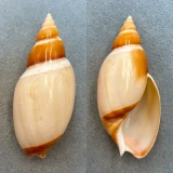#2 Ancillista velesiana 91.4mm F+ (Lip Chip) Gulf Of Carpenter, Australia