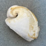 #2 Dolabella auricularia 65.6mm F+ Mauritius