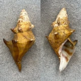 #3 Io fluvialis 55.4mm F+ W/O Clinch River, Tennessee Pleuroceridae