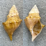 #7 Io fluvialis 37.8mm F++ Clinch River, Tennessee Pleuroceridae