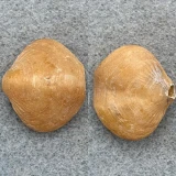#3 Terebratalia transversa 26.1mm F+ Seattle, Washington