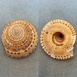 #2 Architectonica trochlearis 63.9mm F Tosa, Japan 20fms
