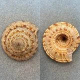 #3 Architectonica trochlearis 49.7mm F Tosa, Japan 20fms