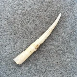 Dentalium laqueatum 38.4mm F+ 600' Deep, No Locality