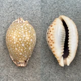 #6 Cypraea lamarckii redimita 31.5mm F++ North Penang, Malaysia 35' Coll. 1956
