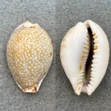 #4 Cypraea lamarckii redimita 38.1mm F North Penang, Malaysia 35' Coll. 1953