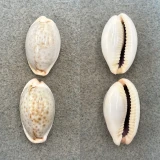 #1 Cypraea boivinii Lot 27-29mm F++ Cebu, Philippines