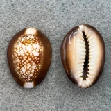 #2 Cypraea caputserpentis mikado 27.7mm F++ Japan
