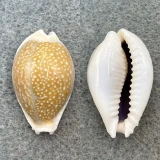 #7 Cypraea miliaris 27mm F+ Manila Bay, Philippines