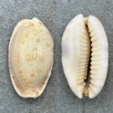 #3 Cypraea erosa chlorizans 36.7mm F++ Sudbury Reef, Australia