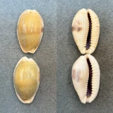 #5 Cypraea erosa chlorizans Lot 40-41mm F+ Tonga