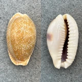 #4 Cypraea erosa chlorizans 32.7mm F++ Sudbury Reef, Australia