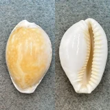 #3 Cypraea cernica ogasawarensis 28.7mm F Chiba Prefecture, Japan