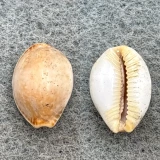 #17 Cypraea semiplota annae 12.8mm F Haiku, Hawaii