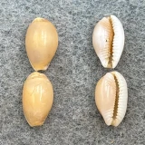 #3 Cypraea semiplota polita Lot 9-10mm F Hawaii