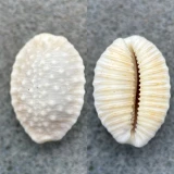 #3 Cypraea granulata 23.7mm F Hawaii