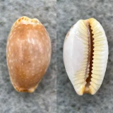 #20 Cypraea semiplota 13.9mm F Hawaii