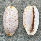 #3 Cypraea irrorata 11.3mm F++ Marshall Islands