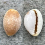 #22 Cypraea semiplota 10.3mm F Hawaii