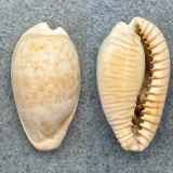 #1 Cypraea fuscodentata 35.8mm F Cape Of Good Hope, S. Africa