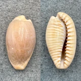 #5 Cypraea fuscodentata 30.1mm F Cape Of Good Hope, S. Africa