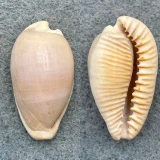 #4 Cypraea fuscodentata 35.3mm F Cape Of Good Hope, S. Africa