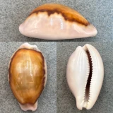 #3 Cypraea spadicea 43mm F+ California