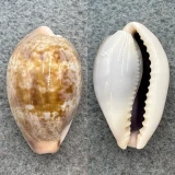#2 Cypraea subviridis vaticina 26mm F+/++ Australia