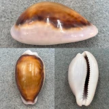 #5 Cypraea spadicea 42.1mm F+ Laguna Beach, California