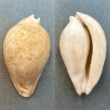 #6 Umbilia hesitata 95.1mm F Australia