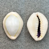 #1 Cypraea annulus camelorum 24.5mm F+ Zanzibar