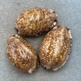 #4 Cypraea arabica Lot 44-48mm F/+ Majuro, Marshall Islands