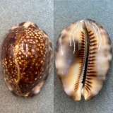 #1 Cypraea maculifera cookensis Dark 60.8mm F Cook Islands