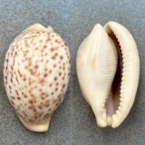#9 Cypraea pantherina 57.4mm F No Data