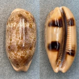 #2 Cypraea argus 62mm Gem Borongan, Samar, Philippines