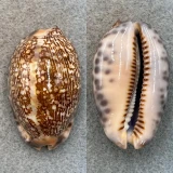 #5 Cypraea arabica 45.8mm F+ Michaelmas Reef, Qld, Australia