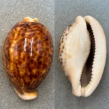 #4 Cypraea pantherina 66.7mm F No Data