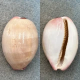 #3 Cypraea reevei 39.7mm F Corny Point, South Australia