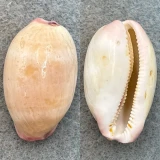 #4 Cypraea reevei 33.3mm F Corny Point, South Australia